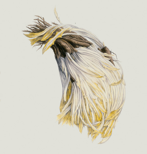 Chicory / Album Vilmorin von 