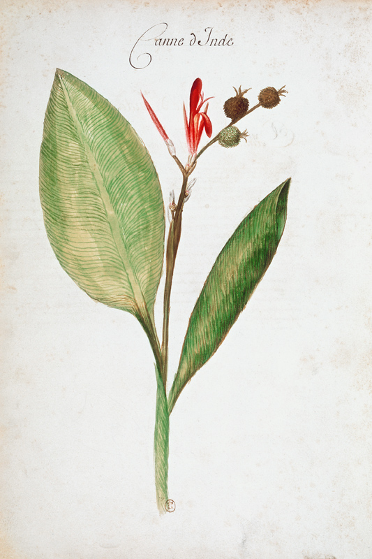 Cannocorus / Ch.Plumier von 