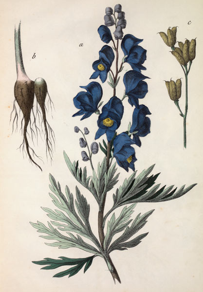 Common Monkshood / Hochstetter von 