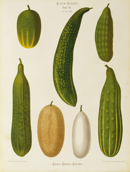Cucumber / Album Benary / Lithograph von 