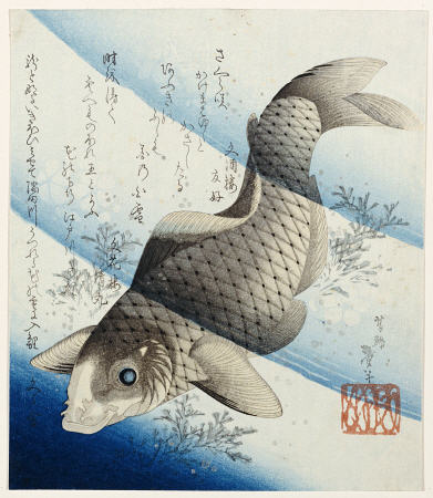 Carp Among Aquatic Leaves von 