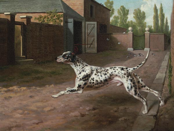 A Dalmation Running In A Stable Yard von 
