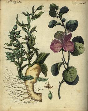 Cardamom and Capers / from Bertuch 1792