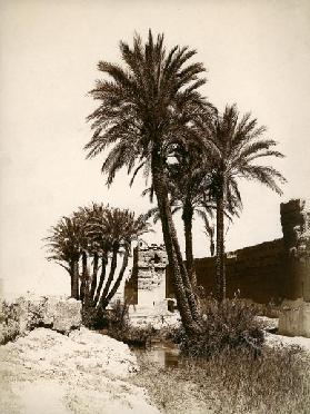 Date palm / Morocco