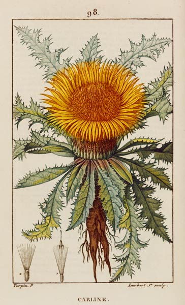 Eberwurz / aus Chaumeton von 