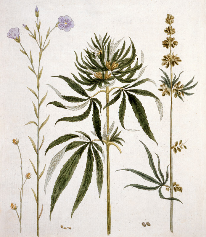 Flax and Hemp / Bertuch von 