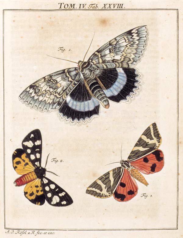 Fig. 1 Catocala frazini (Noctuidae) / Fig. 2 Epicallia villica (Arctiidiae) / Fig. 3 Euplagia quadri von 