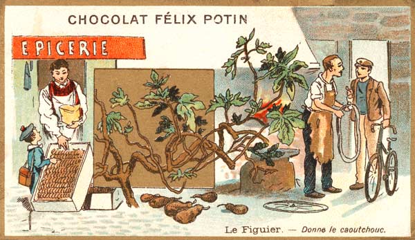 Feige / Sammelbildchen von 