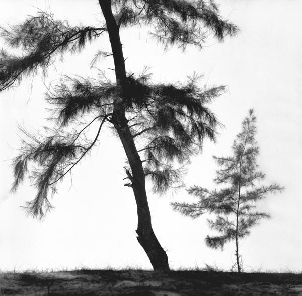 Form of tree (b/w photo) 