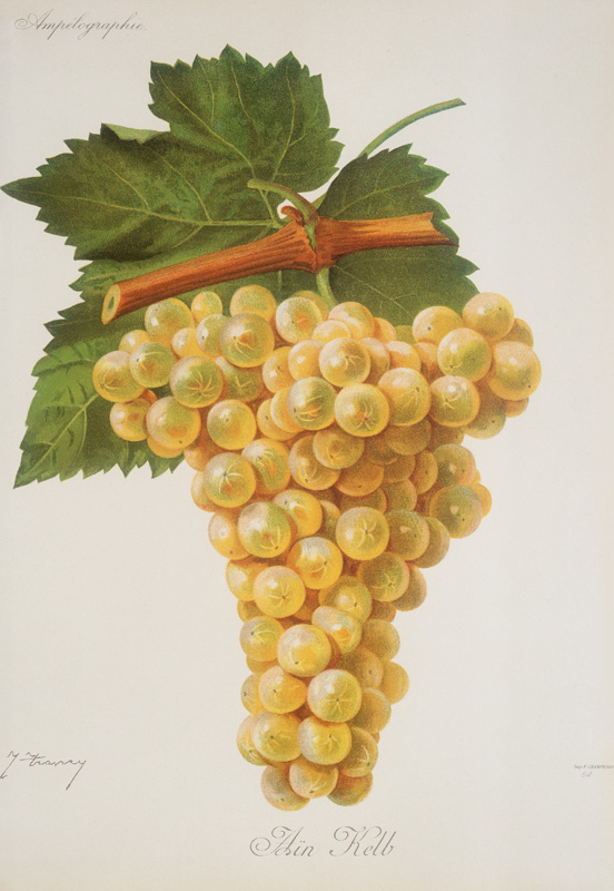Grapes: Aïn Kelb von 