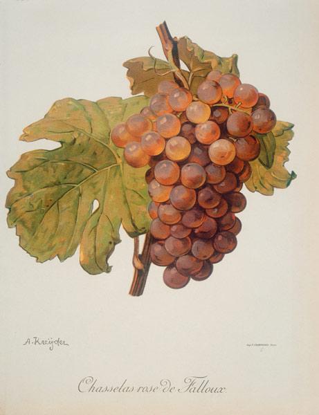 Grapevines: Chasselas rose Falloux