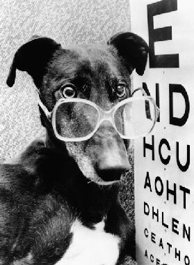 greyhound bitch wearing glasses