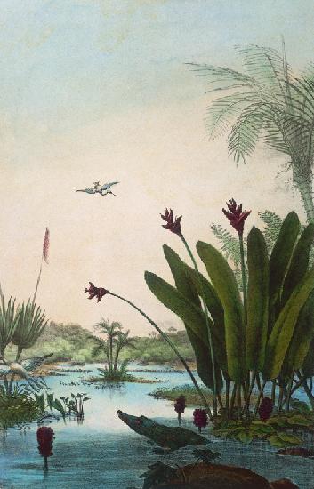 Heliconia / after J. B. Debret