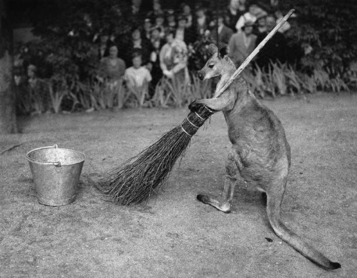 Jimmy le Kangourou du zoo de Londres faisant le menage von 