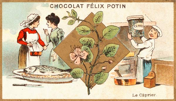 Kapernstrauch / Sammelbildchen von 