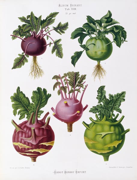 Kohlrabi, Album Benary / Colour lithogr. von 