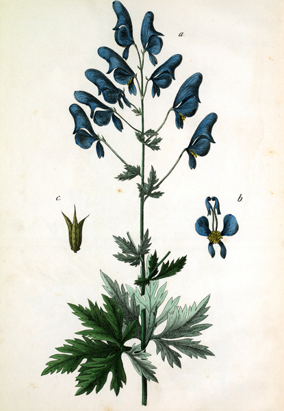 Langhelmiger Eisenhut / Hochstetter von 