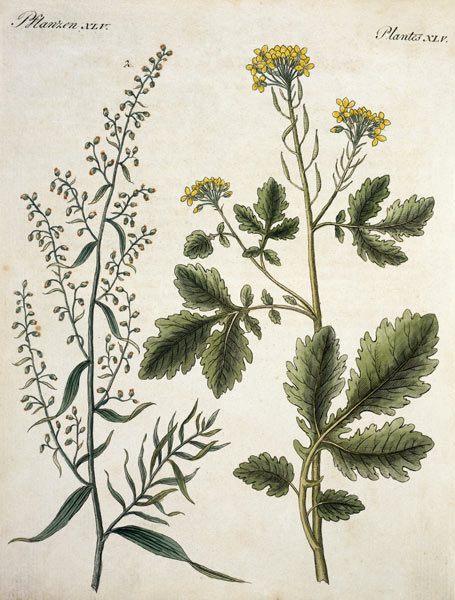 Mustard and Tarragon / Etching / 1796 von 
