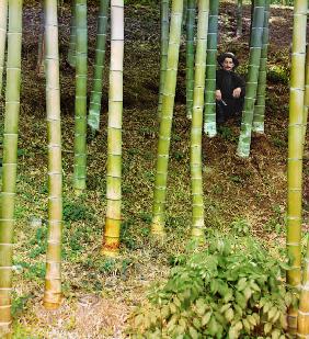 Man among Bamboo Trees / Photo