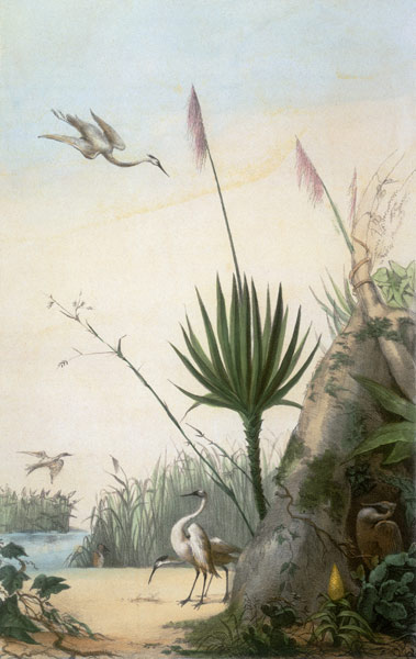 Palm / after J.B.Debret von 