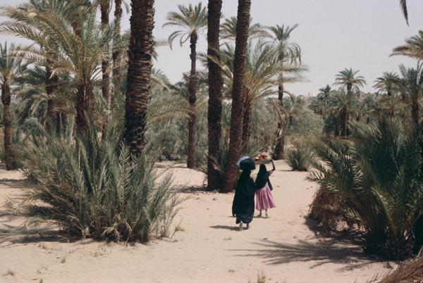 Palm grove of Djanet (photo)  von 