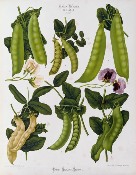 Peas / Album Benary / Lithograph von 