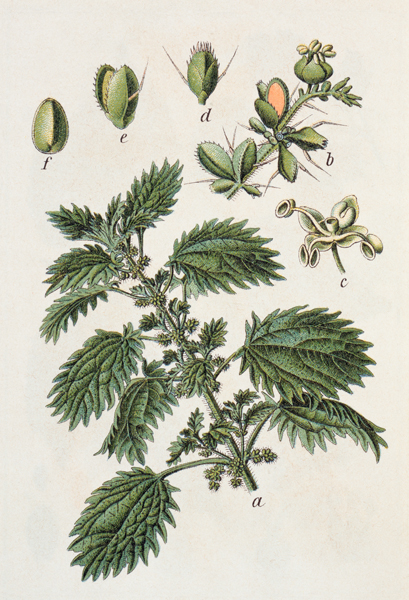 Small Nettle / from J.Sturm von 