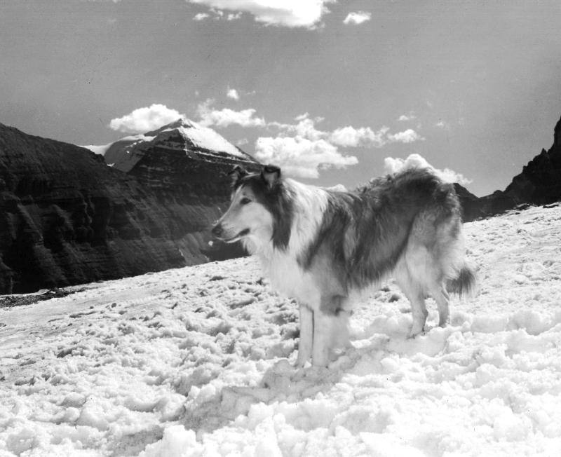 serie televisee Lassie von 