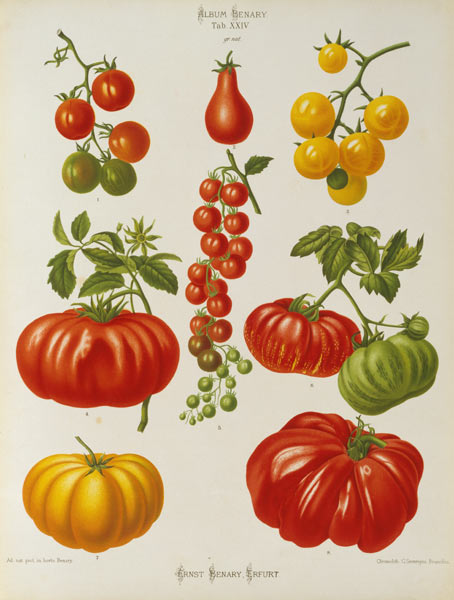 Tomaten von 
