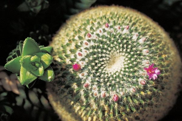 Unusual cactus formation with red flower (photo)  von 