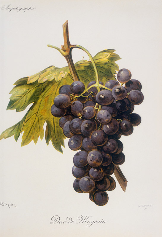Vine, grape: Duc de Magenta von 