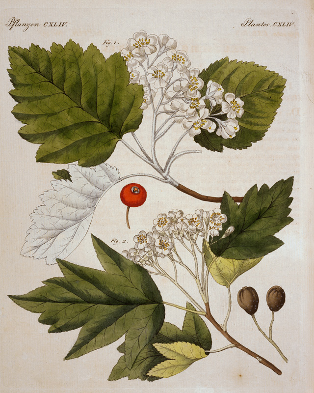 Weißdorn / aus Bertuch 1813 von 