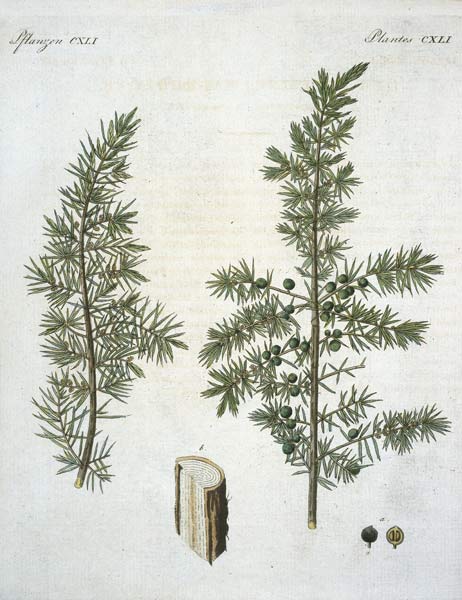 Wacholder / aus Bertuch 1813 von 