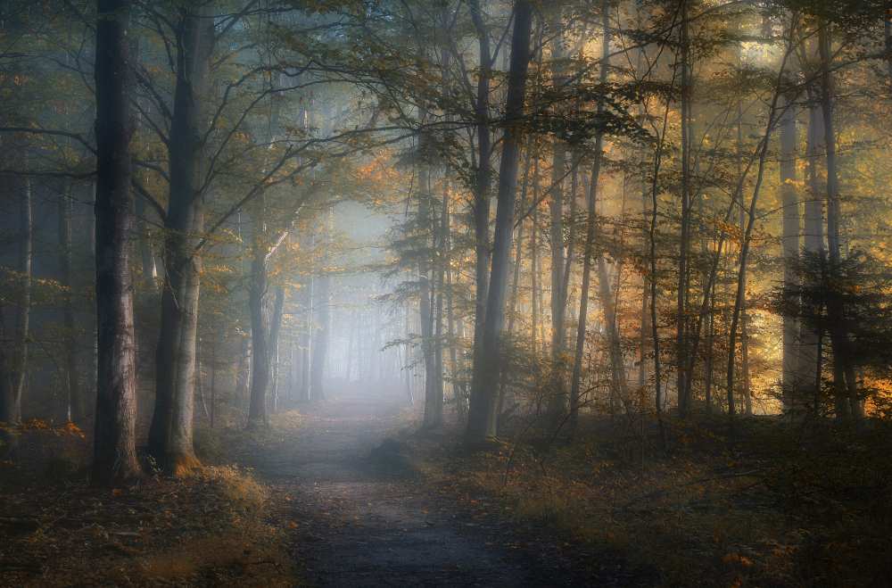 autumn symphony von Norbert Maier