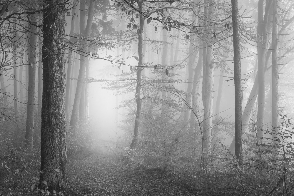 The silence of the woods von Norbert Maier