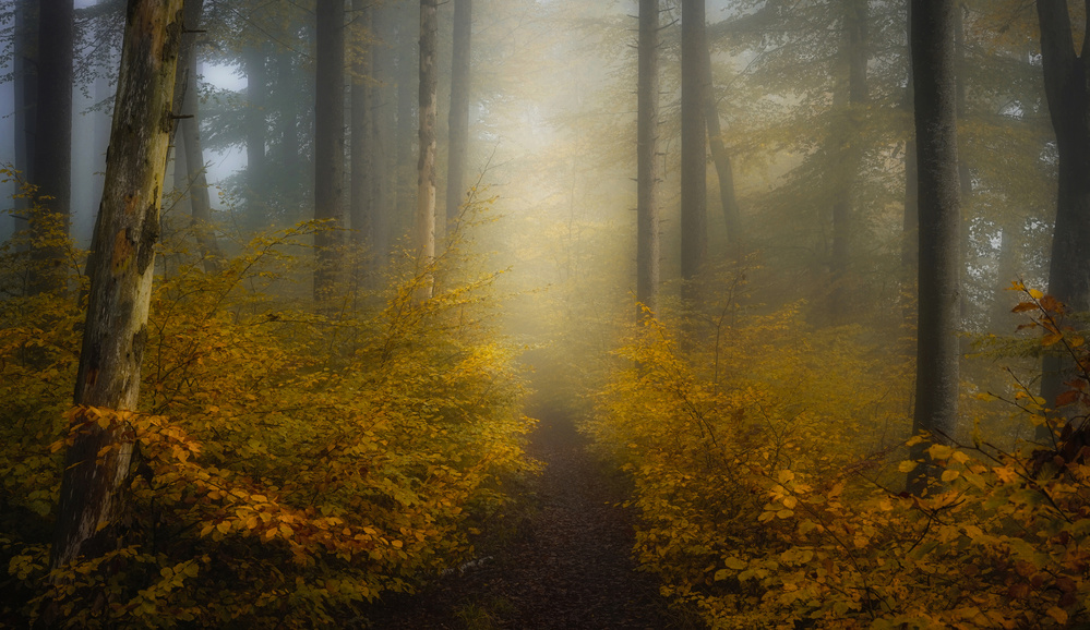 Take me for a walk von Norbert Maier