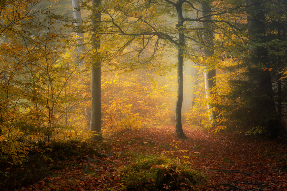 Autumn Trees von Norbert Maier