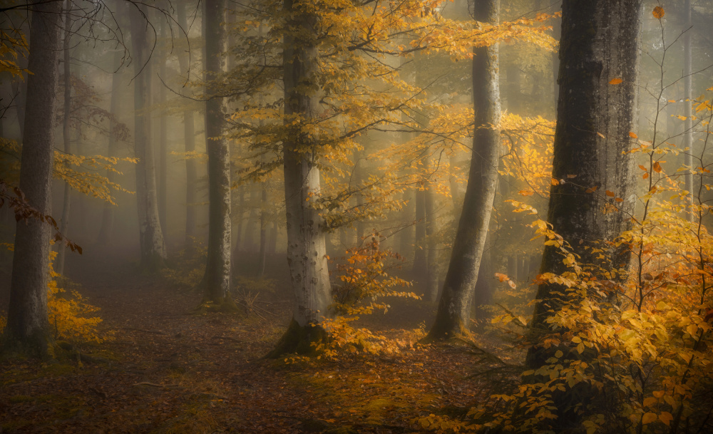 Autumn woods von Norbert Maier