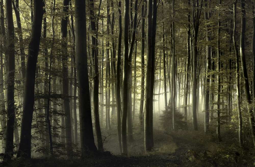 into the unknown von Norbert Maier