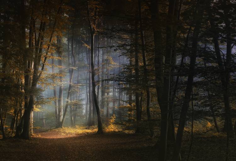 november morning von Norbert Maier