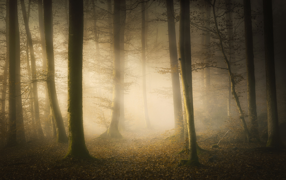 November Whispers von Norbert Maier