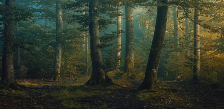 october colors von Norbert Maier