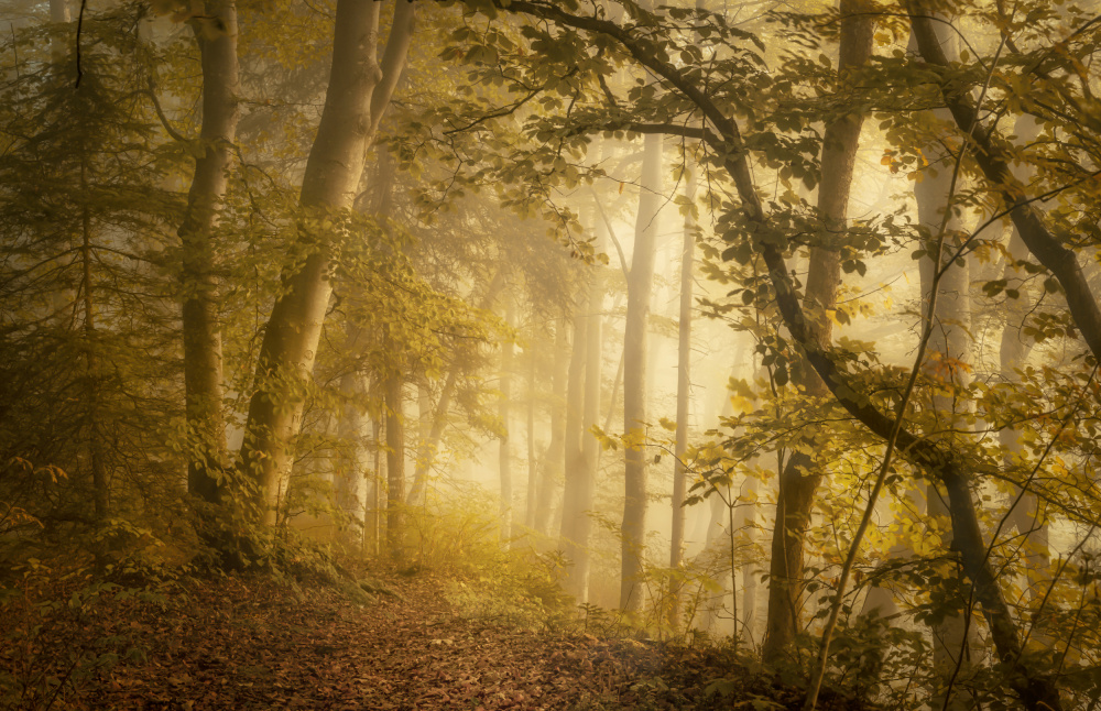 Forest Light von Norbert Maier