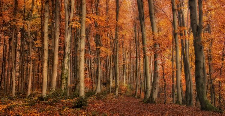 winter\'s soon to come von Norbert Maier