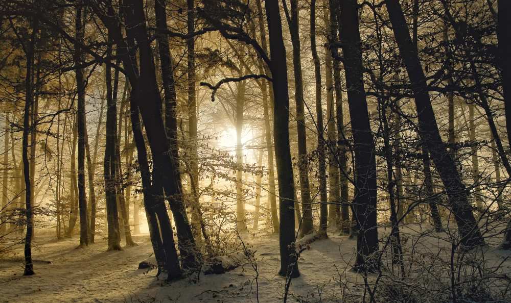 winter morning von Norbert Maier