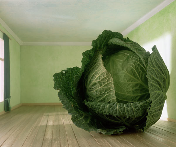 Cabbage (after Magritte) 1995 (colour photo)  von Norman  Hollands