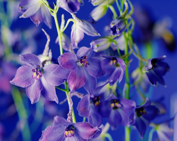 Delphina, 1998 (colour photo)  von Norman  Hollands