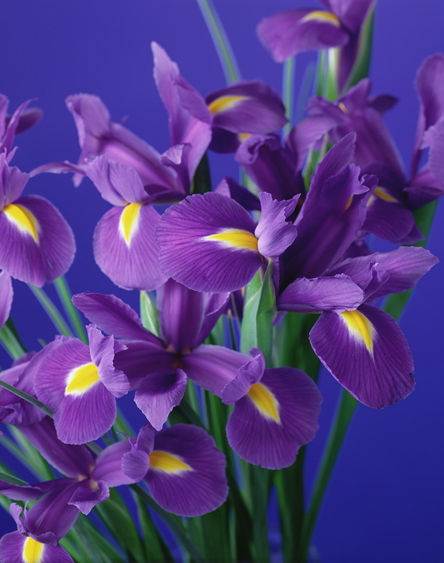 Flag Irises, 1998 (colour photo)  von Norman  Hollands