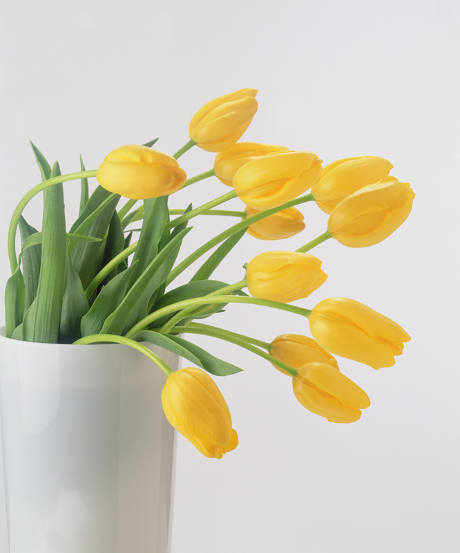 Yellow tulips I, 1999 (colour photo)  von Norman  Hollands