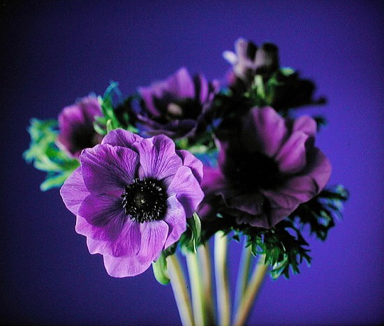 Anemonies, 1998 (colour photo)  von Norman  Hollands